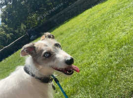 Lurcher available
