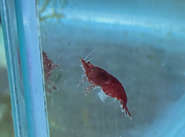 Red Cherry shrimp