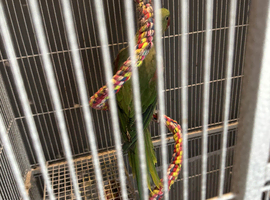 Alexandrine