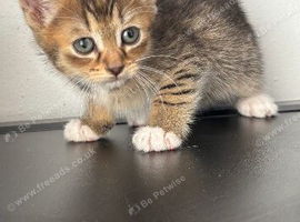 Kittens 3 for good home