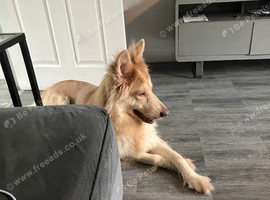 Kc reg Female German shepherd