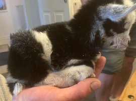 Farm animal rescue