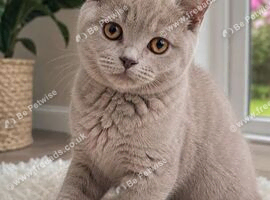 Accepting Offers Beautiful Fawn Male British Shorthair Kitten