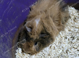 11 week old boar