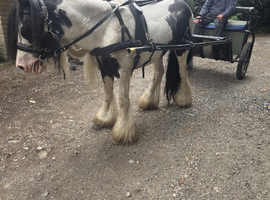Mother and daughter pony