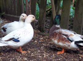 QUARTET OF ABACOT CALL DUCKS.