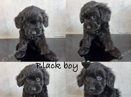 Ready soon- beautiful cockapoo puppies
