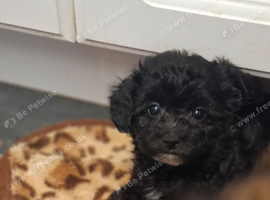 Papipoo puppies
