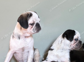 Panda Pug with blue eyes