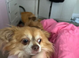 Make chihuahua