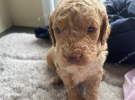 F1b cavapoo 2 boys available