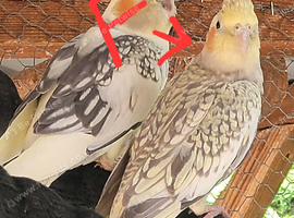 Young/baby cockaitles DNA sexed