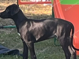 Lurcher puppies