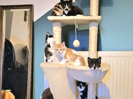 8 lovely kittens