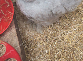 Unsexed lavender pekin