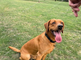 1 year old Red Fox Lab looking for forever home