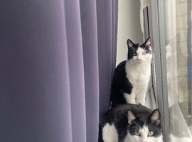 2 male cats