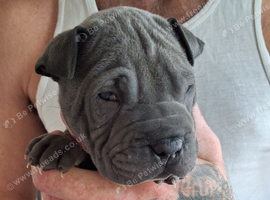 Staffy x sharpei