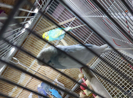 Hen white and grey budgies