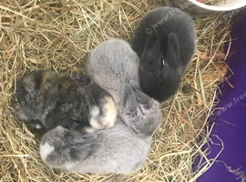 4 beautiful baby mini lop