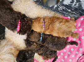 Male toy poodle pup
