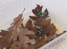 Dendrobates auratus &lsquo;Green & Black&rsquo; Dart Frogs &ndash; Juveniles &ndash; Nottingham