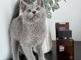 -RESERVED- TICA Russian blue girl