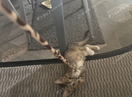 Kitten