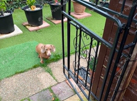 dacshund dog