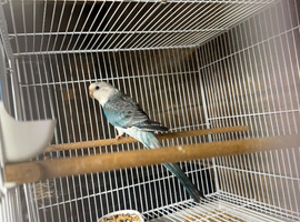 9 week old