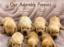 Pedigree Labrador Puppies &ndash; Ready for Their Forever Homes