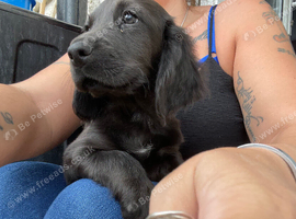 Sprocker pups