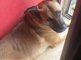 Cane corso cross German sheperd