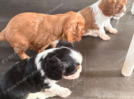 Beautiful Cavalier King Charles Spaniel Puppies