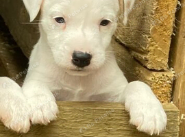 1 white Beautiful jack Russell pup