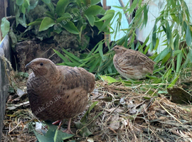 Laying Courtnix Quail hens