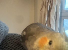 I have a silly hand tame cockatiel called Kevin he is a amazing he loves attention and scratches he can sing bob marly don&rsquo;t worries be happy will hap