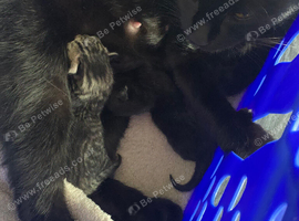 2 loving kittens
