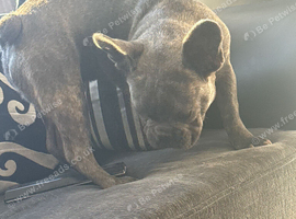 6 month old French bulldog