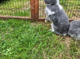 Netherland dwarf youngsters