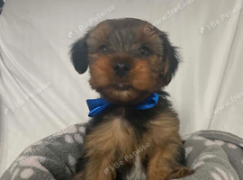 Must s@@ 2 absolutely beautiful Yorkshire terrier pups