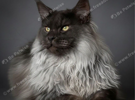 Maine coon STUD, GCCF Champion, TICA & GCCF STUD only