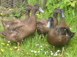 Khaki Campbell duck ( point of lay )