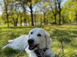 Golden Retriever Available for STUD