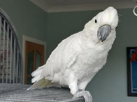 Yellow crested cockatoo
