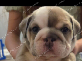 READY NOW ENGLISH BULLDOGS