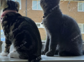 2 kittens for sale