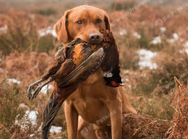 9 stunning Labrador puppies