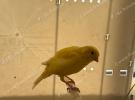 Canary