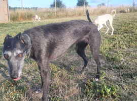 Broken coated 2 year old lurcher girl